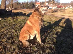 Belgický ovčák malinios - nabízím zdarma ke krytí
